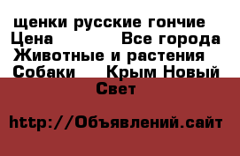 щенки русские гончие › Цена ­ 4 000 - Все города Животные и растения » Собаки   . Крым,Новый Свет